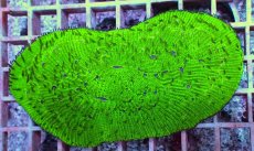 画像2: No.17 キュリイシ (2)