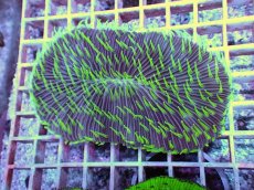 画像1: No.18 ゾウリイシ (1)