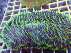 画像2: No.18 ゾウリイシ (2)