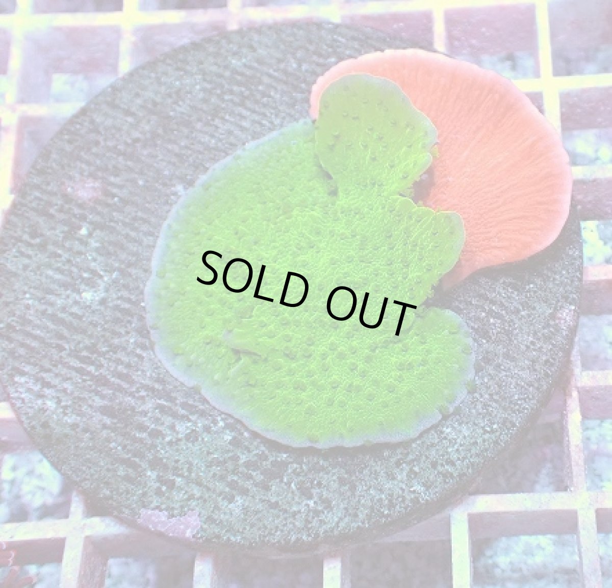 画像1: No.1 ウスコモンサンゴ　二色 (1)