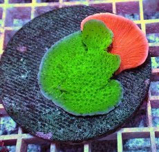 画像1: No.1 ウスコモンサンゴ 二色 (1)