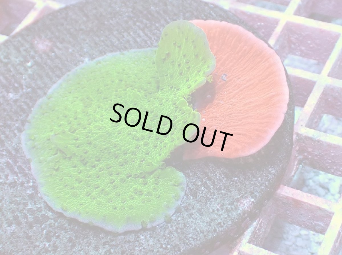 画像2: No.1 ウスコモンサンゴ　二色 (2)