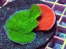 画像2: No.1 ウスコモンサンゴ 二色 (2)