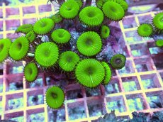 画像2: No.1 　ボタンポリプ　メタリックグリーン (2)
