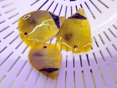 画像2: No.1 ゴールデンバタフライ Sサイズ 一匹 (2)