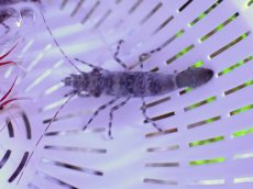 画像1: No.1 グリーンサロンシュリンプ 一匹 (1)