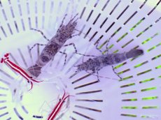 画像2: No.1 グリーンサロンシュリンプ 一匹 (2)