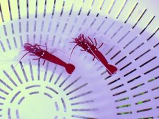 画像2: No.1 ホワイトソックス Mサイズ 一匹 (2)