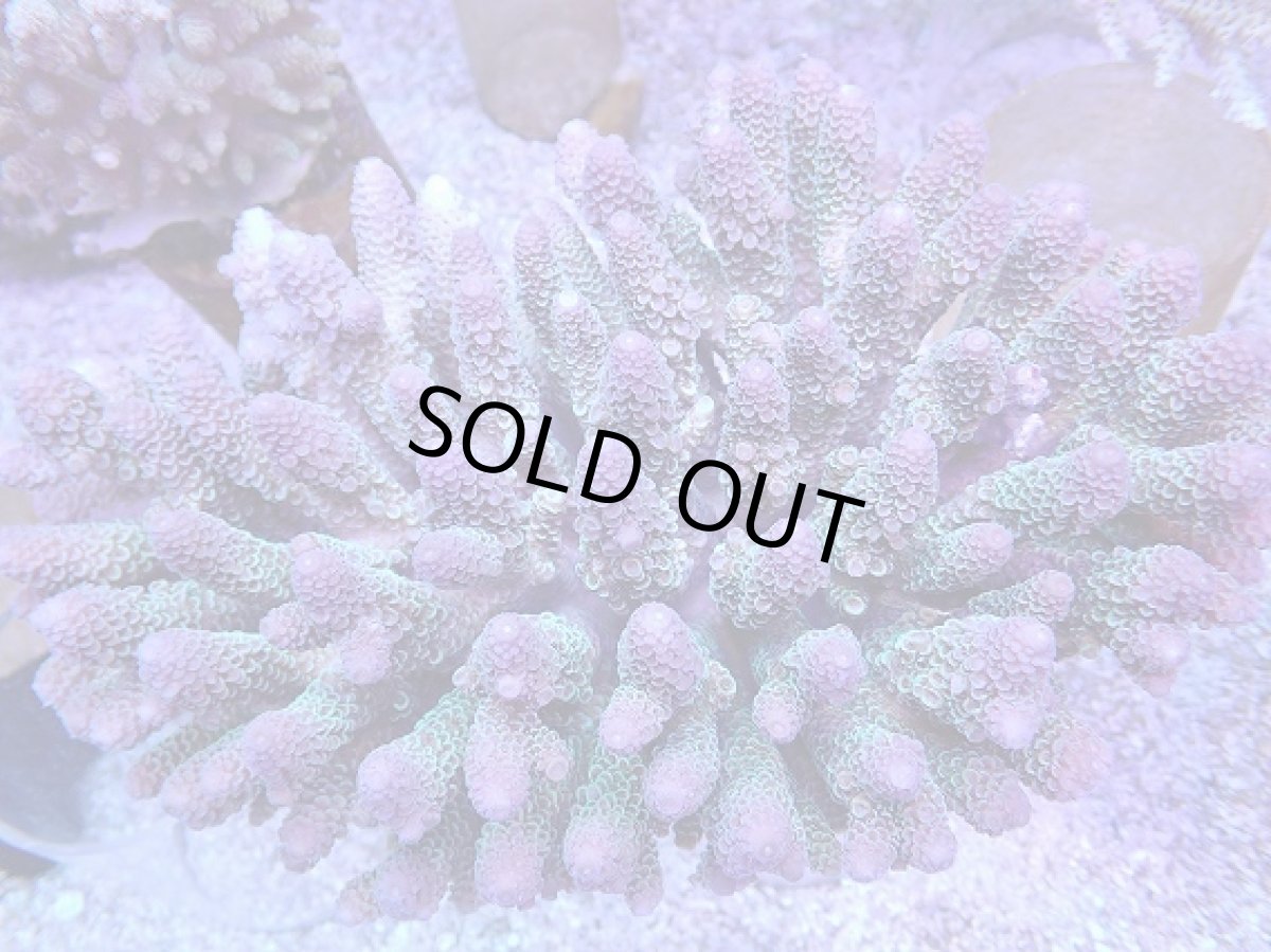 画像1: No.1 オーストラリア産スパスラータ XLsize  【迫力ある大きめサイズ!】 (1)