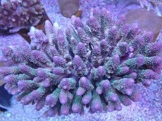 画像1: No.1 オーストラリア産スパスラータ XLsize  【迫力ある大きめサイズ!】 (1)