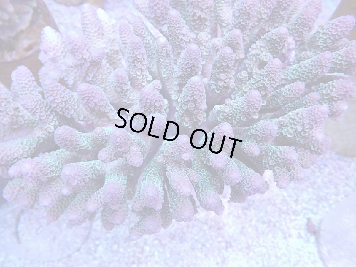 画像2: No.1 オーストラリア産スパスラータ XLsize  【迫力ある大きめサイズ!】 (2)