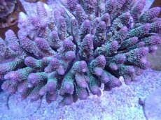 画像2: No.1 オーストラリア産スパスラータ XLsize  【迫力ある大きめサイズ!】 (2)