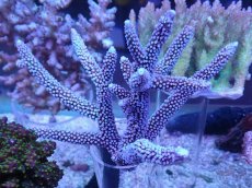 画像1: No.2 オーストラリア産スギノキミドリイシ (1)