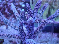 画像2: No.2 オーストラリア産スギノキミドリイシ (2)