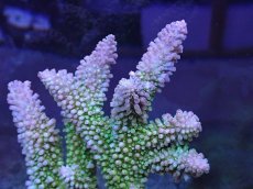 画像2: No.3 オーストラリア産ヤスリミドリイシ (2)