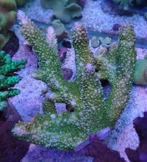 画像1: No.4 オーストラリア産ヤスリミドリイシ (1)