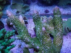 画像2: No.4 オーストラリア産ヤスリミドリイシ (2)