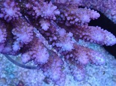 画像2: No.5 オーストラリア産オヤユビ Blue Gem / Acropora gemifera (2)