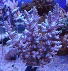 画像1: No.6 オーストラリア産ロリペス (1)