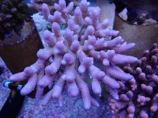 画像2: No.7 オーストラリア産スパスラータ  (2)