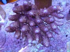 画像1: No.9 オーストラリア産オヤユビ Blue Gem / Acropora gemifera (1)