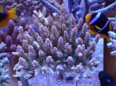 画像1: No.10 オーストラリア産ドラゴンフルーツ  【珍しい、レアな個体♪】 (1)