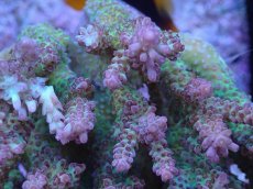 画像2: No.10 オーストラリア産ドラゴンフルーツ  【珍しい、レアな個体♪】 (2)