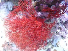 画像1: No.1 オーストラリア産イソバナ XXLサイズ  【迫力ある大きめサイズ!】 (1)