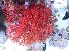 画像2: No.1 オーストラリア産イソバナ XXLサイズ  【迫力ある大きめサイズ!】 (2)