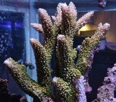 画像1: No.11 オーストラリア産ヤスリミドリイシ (1)