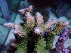 画像2: No.11 オーストラリア産ヤスリミドリイシ (2)