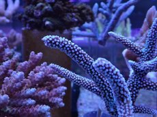 画像2: No.12 オーストラリア産スギノキミドリイシ (2)