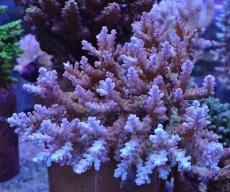 画像1: No.13 オーストラリア産チェリーブロッサム  【珍しい、レアな個体♪】 (1)