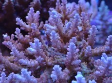 画像2: No.13 オーストラリア産チェリーブロッサム  【珍しい、レアな個体♪】 (2)