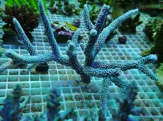 画像2: No.15 オーストラリア産スギノキミドリイシ  【迫力ある大きめサイズ!】 (2)