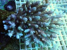 画像1: No.16 オーストラリア産Acropora subulata/purple beauty (1)