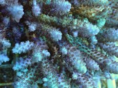 画像2: No.16 オーストラリア産Acropora subulata/purple beauty (2)