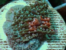 画像2: No.70 ウスコモンサンゴ ローマン・モザイク (2)