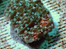画像2: No.71 ウスコモンサンゴ ローマン・モザイク (2)
