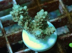 画像1: No.109 Sun Diving 浅場ミドリイシ DF (1)