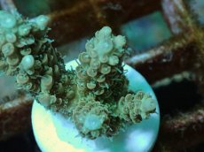 画像2: No.109 Sun Diving 浅場ミドリイシ DF (2)