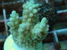 画像2: No.110 Sun Diving 浅場ミドリイシ　　【珍しい、レアな個体♪】 (2)