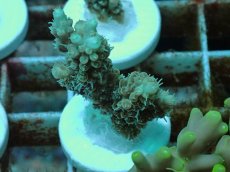 画像1: No.111 Sun Diving 浅場ミドリイシ DF (1)