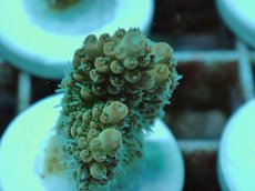 画像2: No.112 Sun Diving 浅場ミドリイシ DF (2)