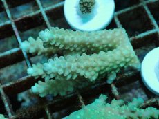 画像1: No.145 Sun Diving 浅場ミドリイシ (1)