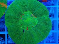 画像2: No.6 オーストラリア産 スコリミア グリーン (2)