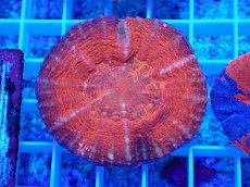 画像1: No.7 オーストラリア産 スコリミア レッド (1)