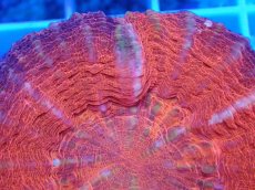 画像2: No.7 オーストラリア産 スコリミア レッド (2)