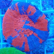 画像1: No.8 オーストラリア産 スコリミア superman スーパーマン  【入荷個数が少ないです!】 (1)