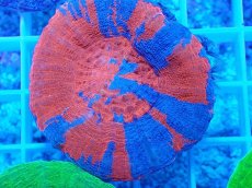 画像2: No.8 オーストラリア産 スコリミア superman スーパーマン  【入荷個数が少ないです!】 (2)